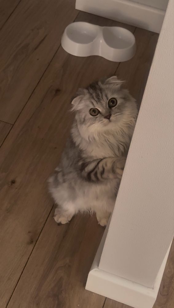 Котенок. Мысық. Кот. Кошка