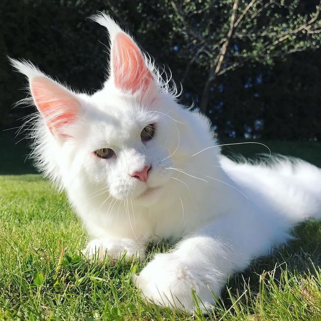 НЕЖНЫЕ- БЕЛЫЕ котята Мейн Кунов