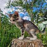 Красивый котенок в добрые руки