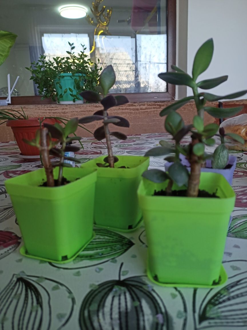 Продам денежные деревца