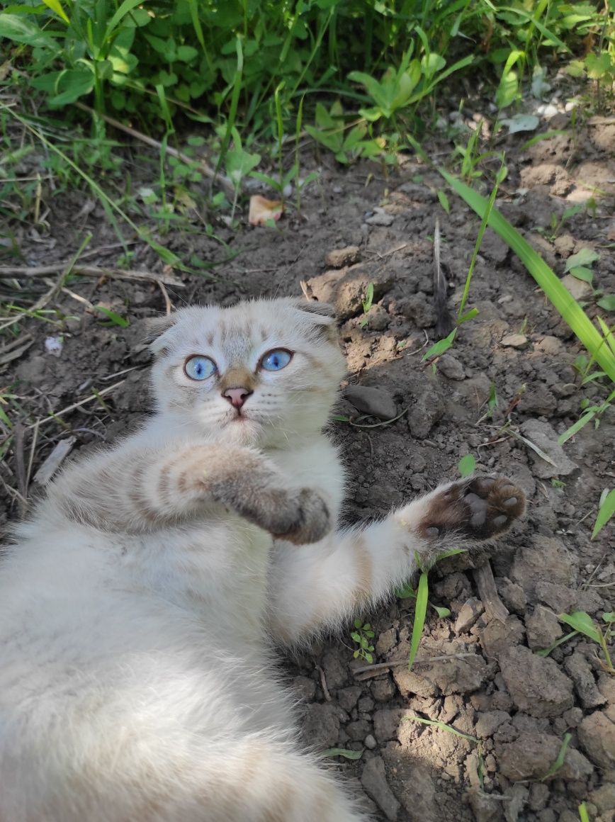 Кошечка шотландская вислоухая