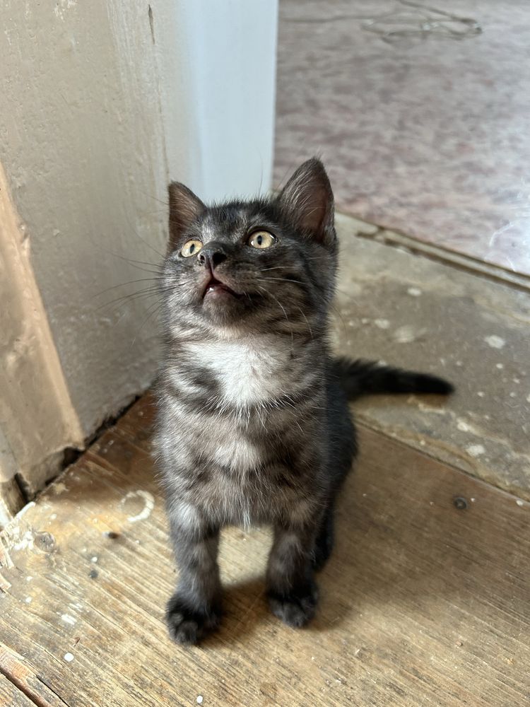 Милые и игривые  котята ищут дом