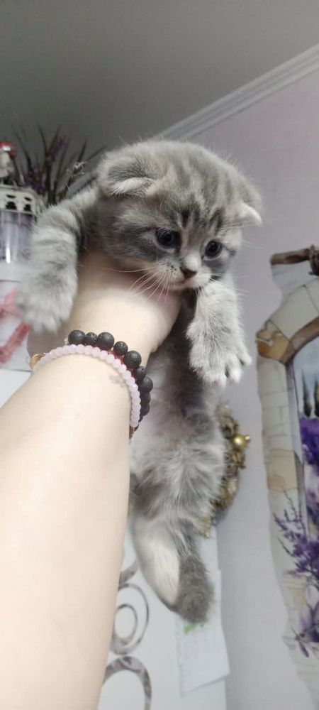 Шотландцы котята продам