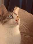 Ищем кота для вязки для нашей кошечки