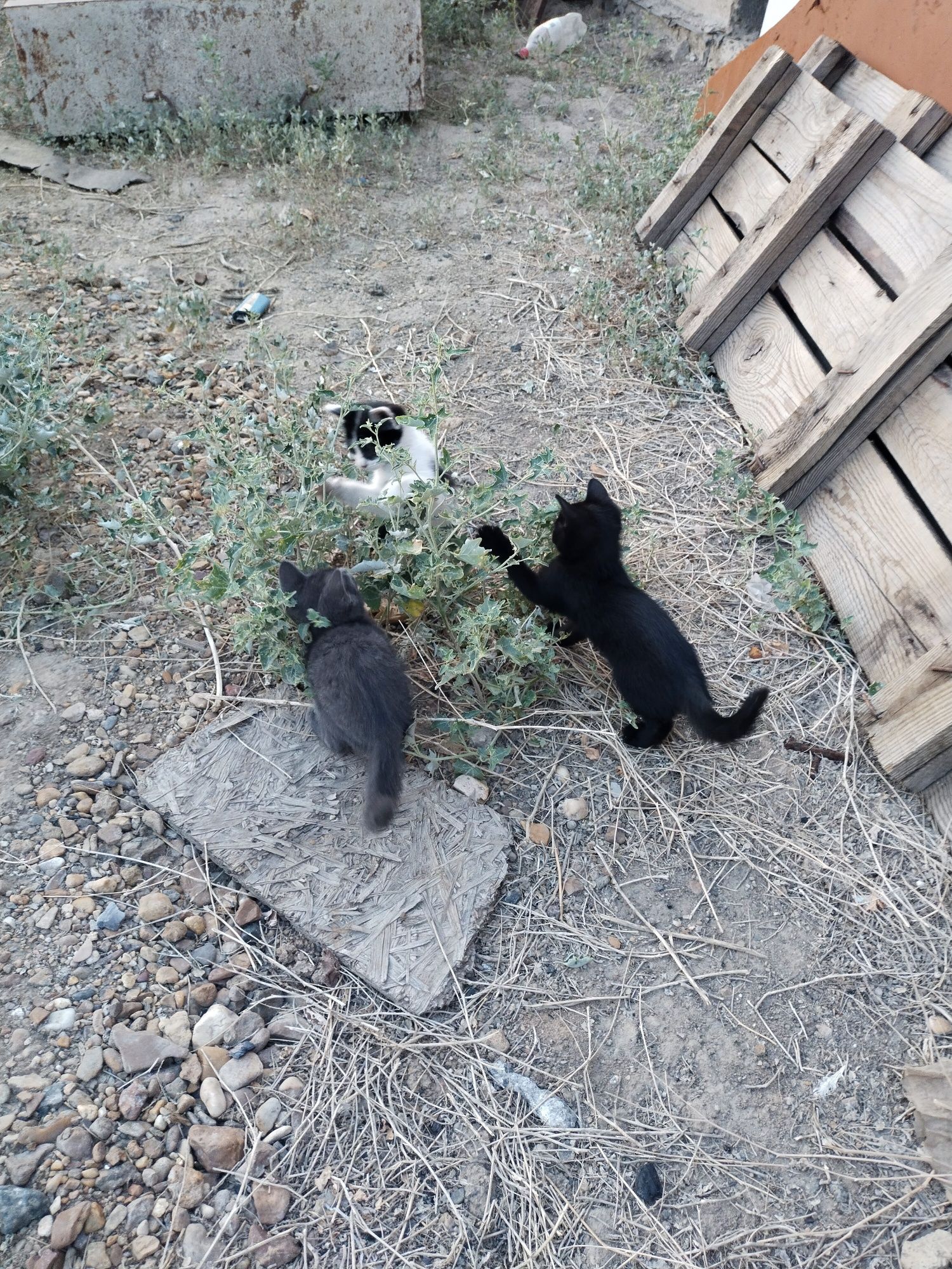 Кошка приучена к лотку. 3 штуки