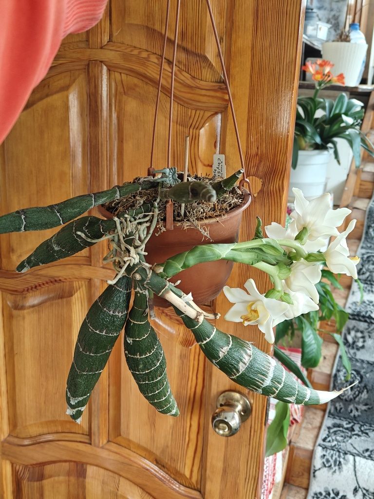 Продам орхидею Хизис