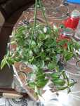 Продам комнатные цветы