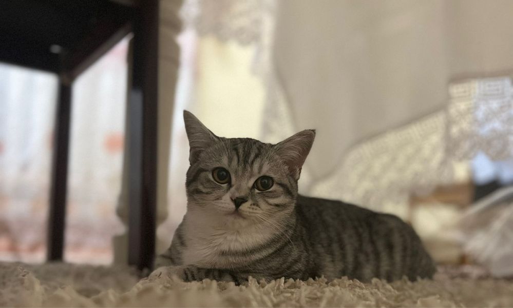 Продам котят Скоттиш Страйт