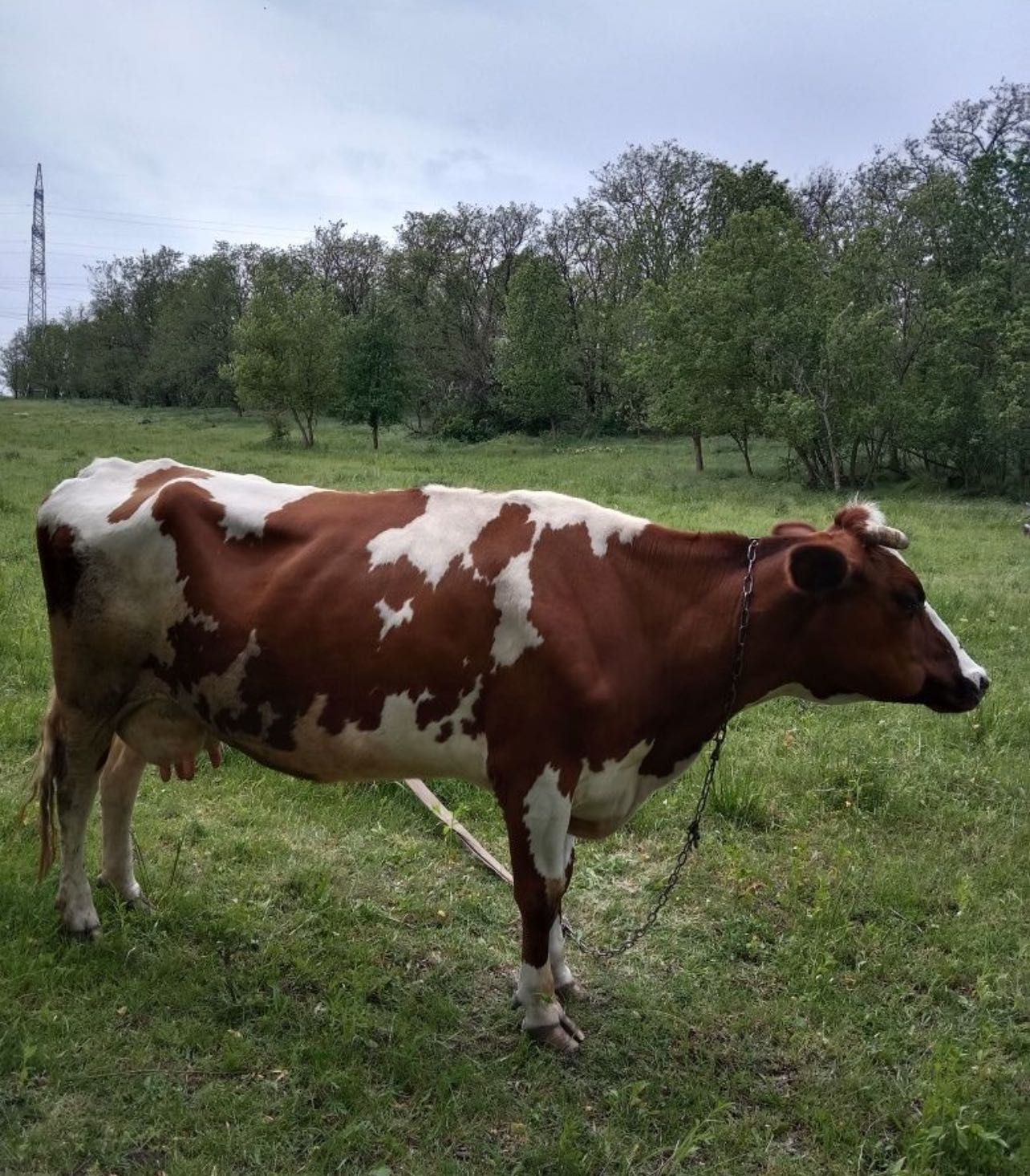 Продам корову молочную