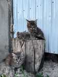 Котята бесплатно