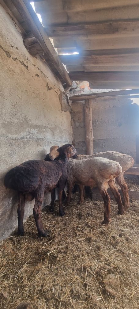 Продам кошкарчиков