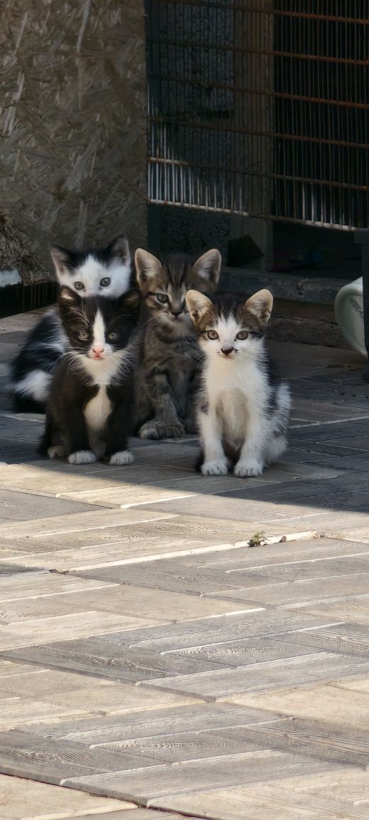 Отдам котят в хорошие руки