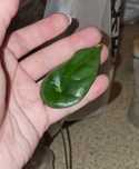 Детки алоказии синуата (Sinuata)