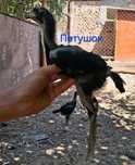 Продам бойцовых цыплят!Вывод от 1 июня!