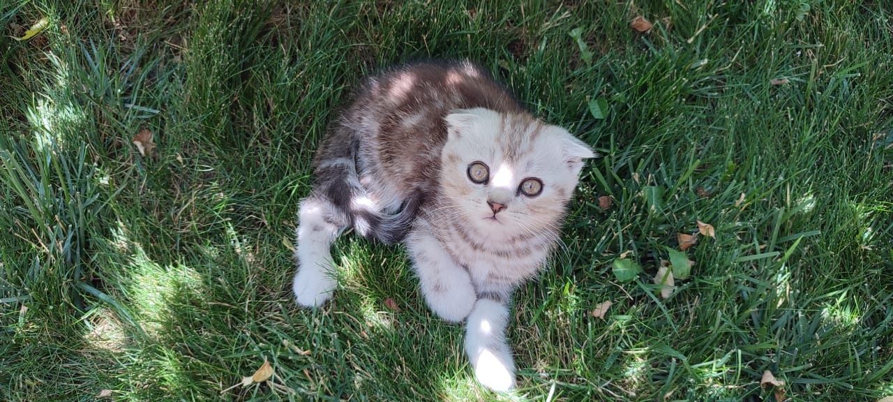 Скоттиш фолд мальчики