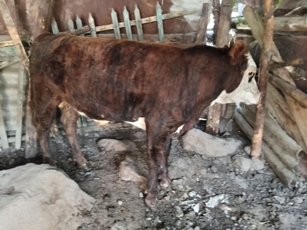 Бука сатылады семіз таудан келген семіз