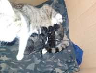 Отдам даром кота с котенками