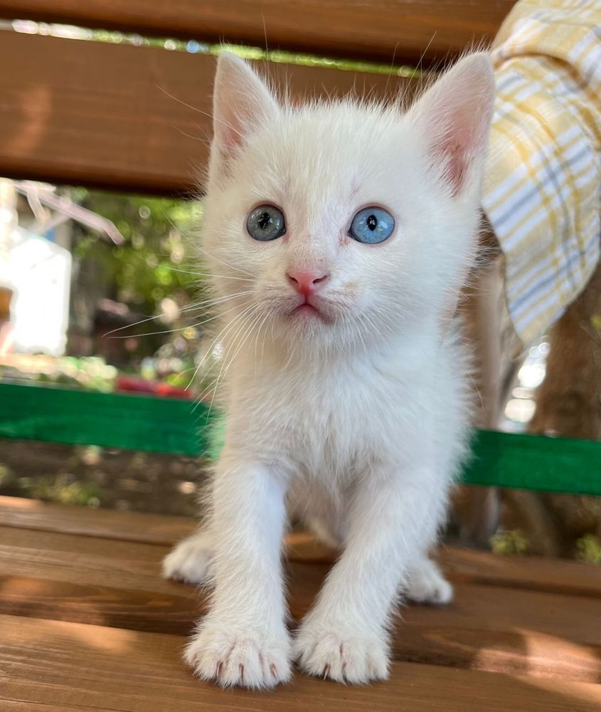 Котики изут дом и тепло