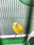 Продам попугая с клеткой