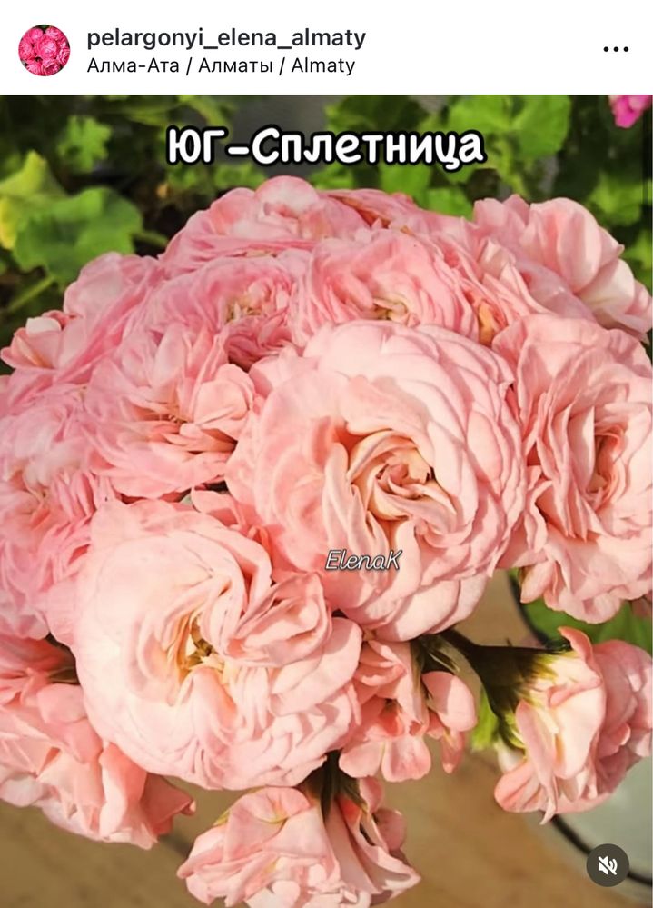 Пеларгонии сортовые - Новинки