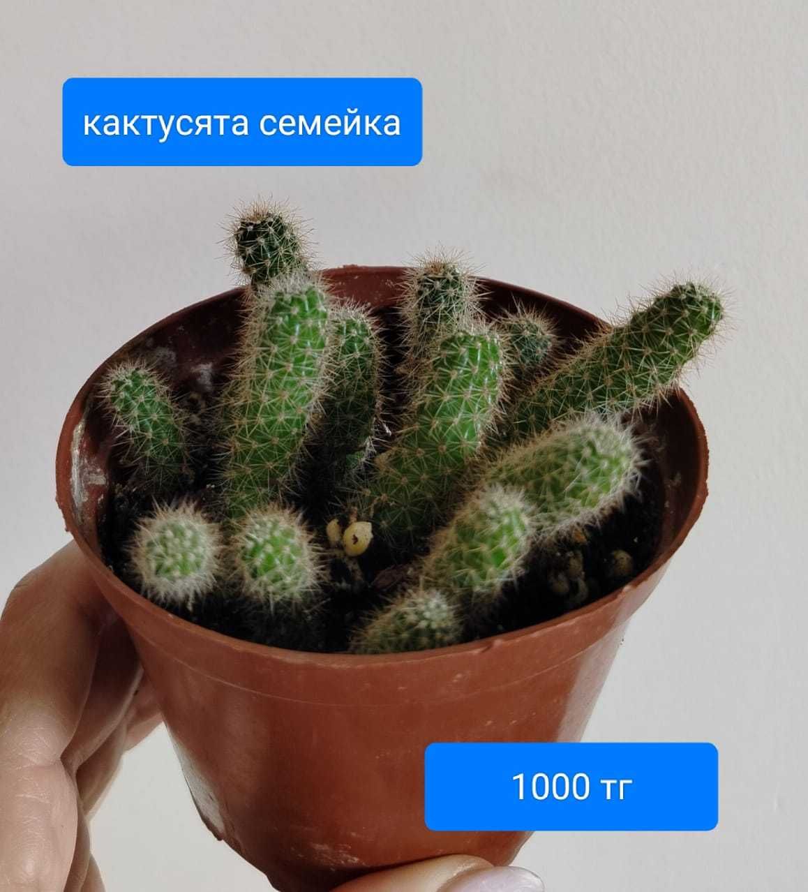 Продам комнатные  растения.