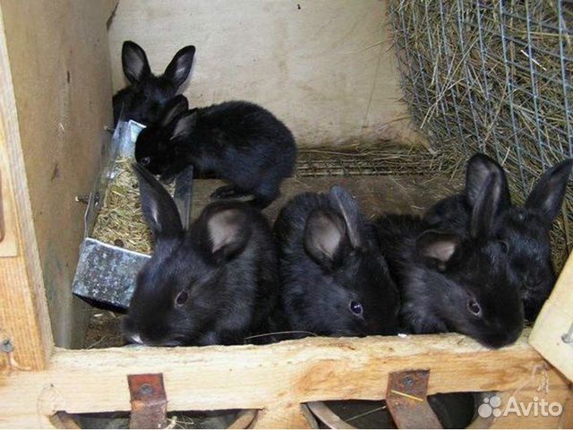 Продам крольчат.