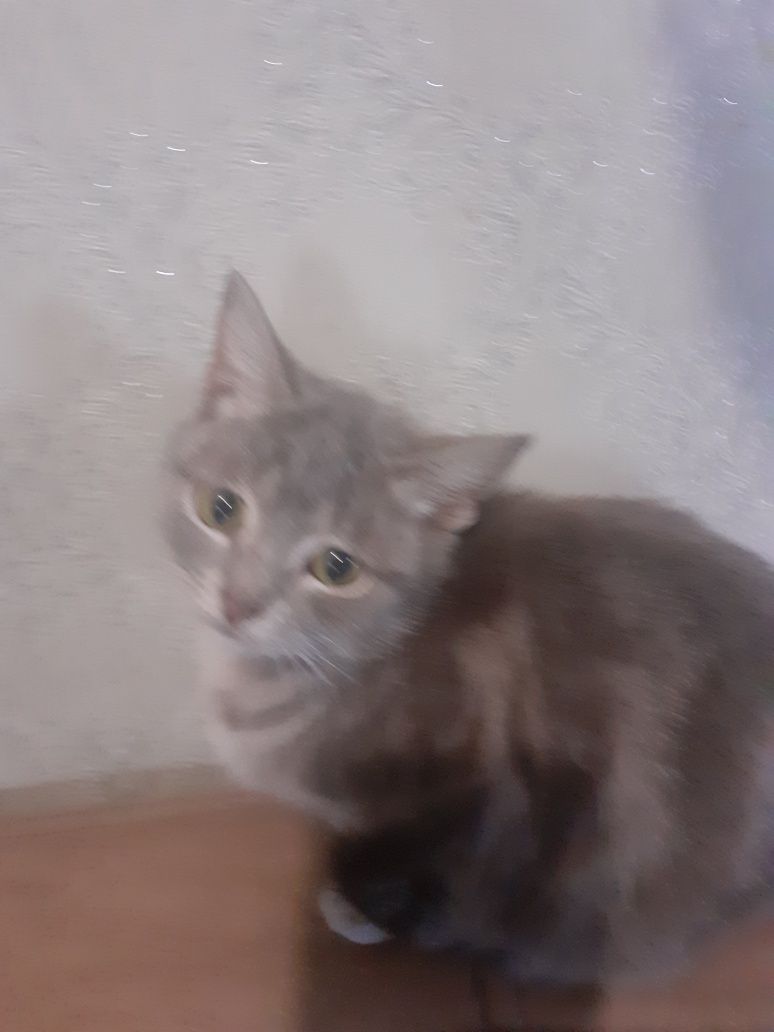 Продам шотландского подрощенного котика.