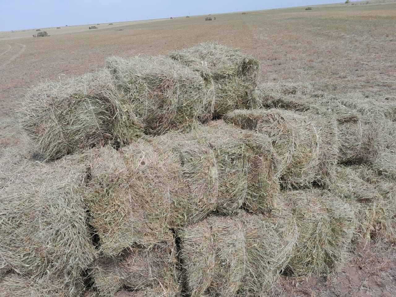 Продам сено в тюках. ЖЕТНЯК. Разнотравие.