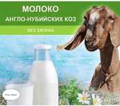 Молоко нубийских коз