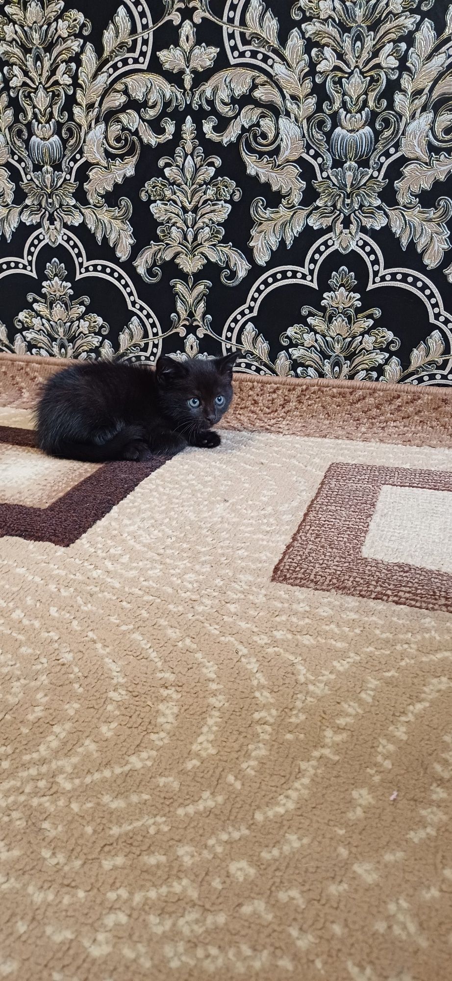 Отдам котят британцев