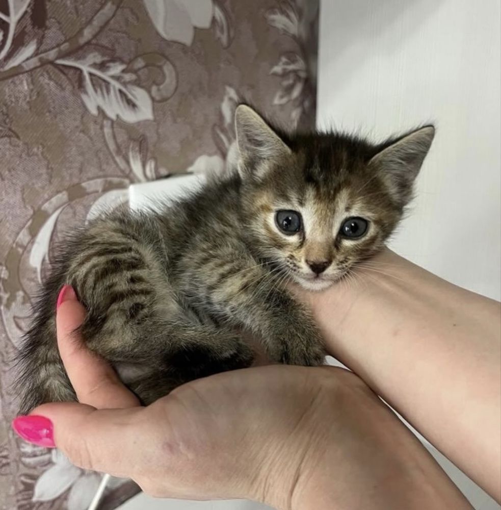 Котенок 1,5 месяца
