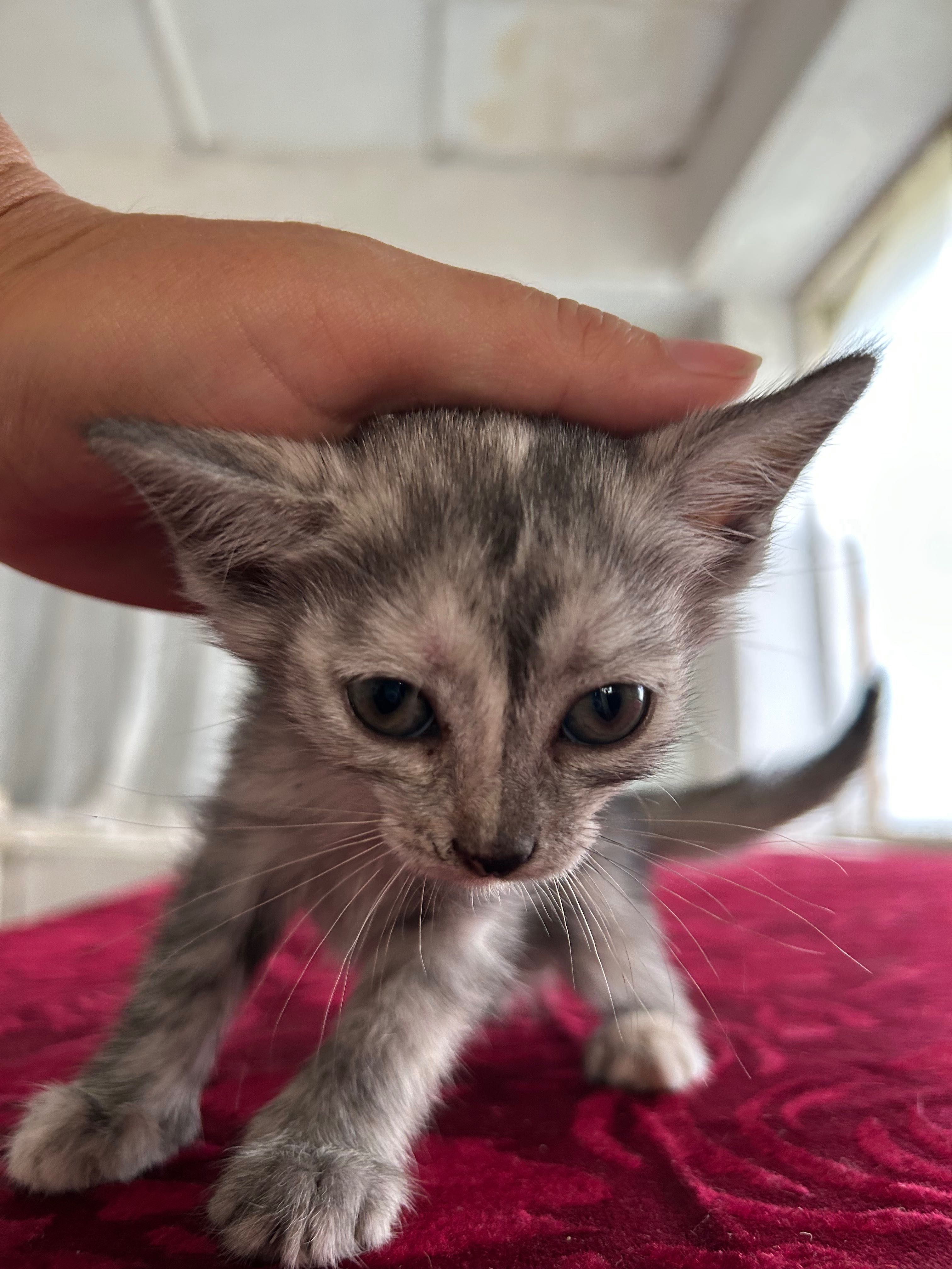Котенок в добрые руки