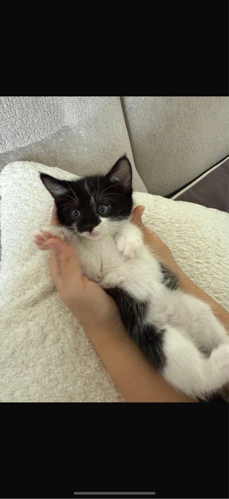 Котенок полтора месяца.