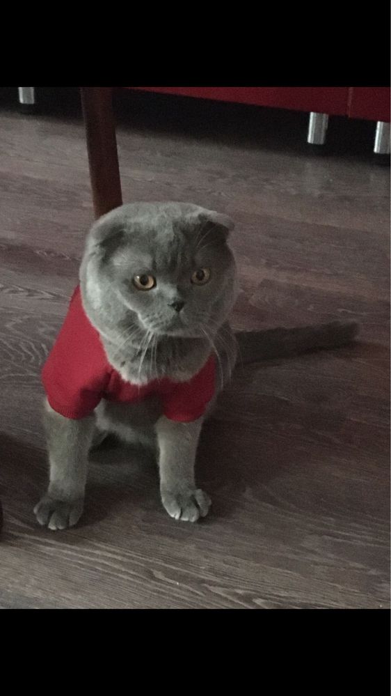 Шотландский вислоухий кот. Вязка