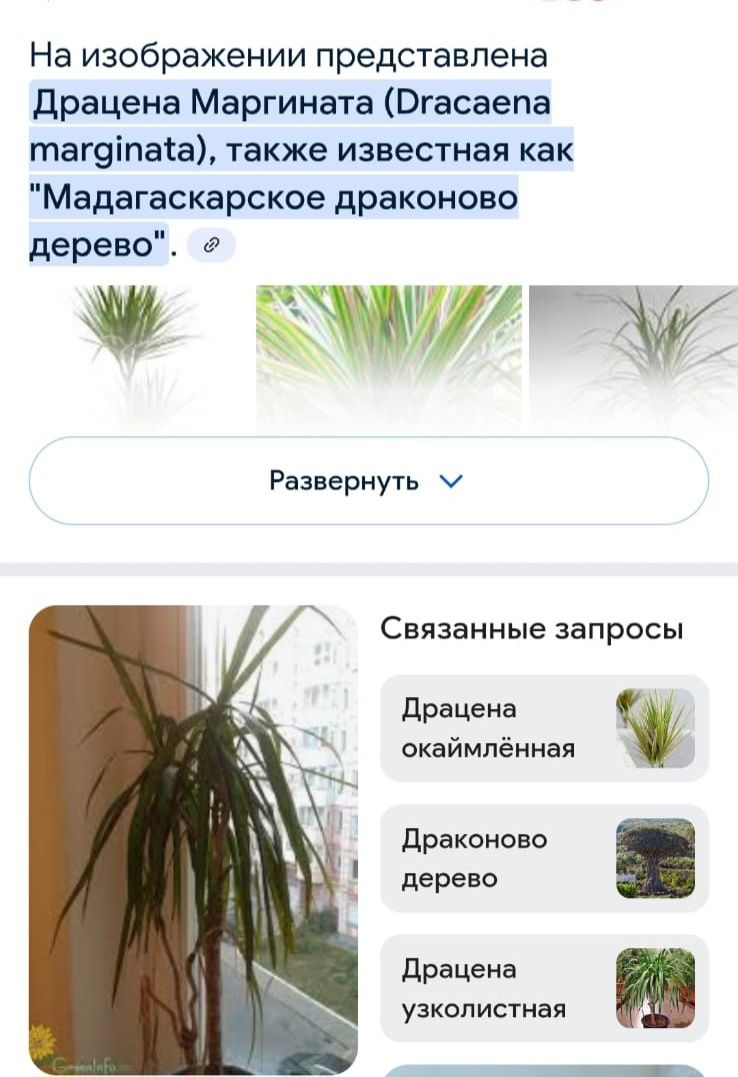 Комнатные растения.  Почти даром.
