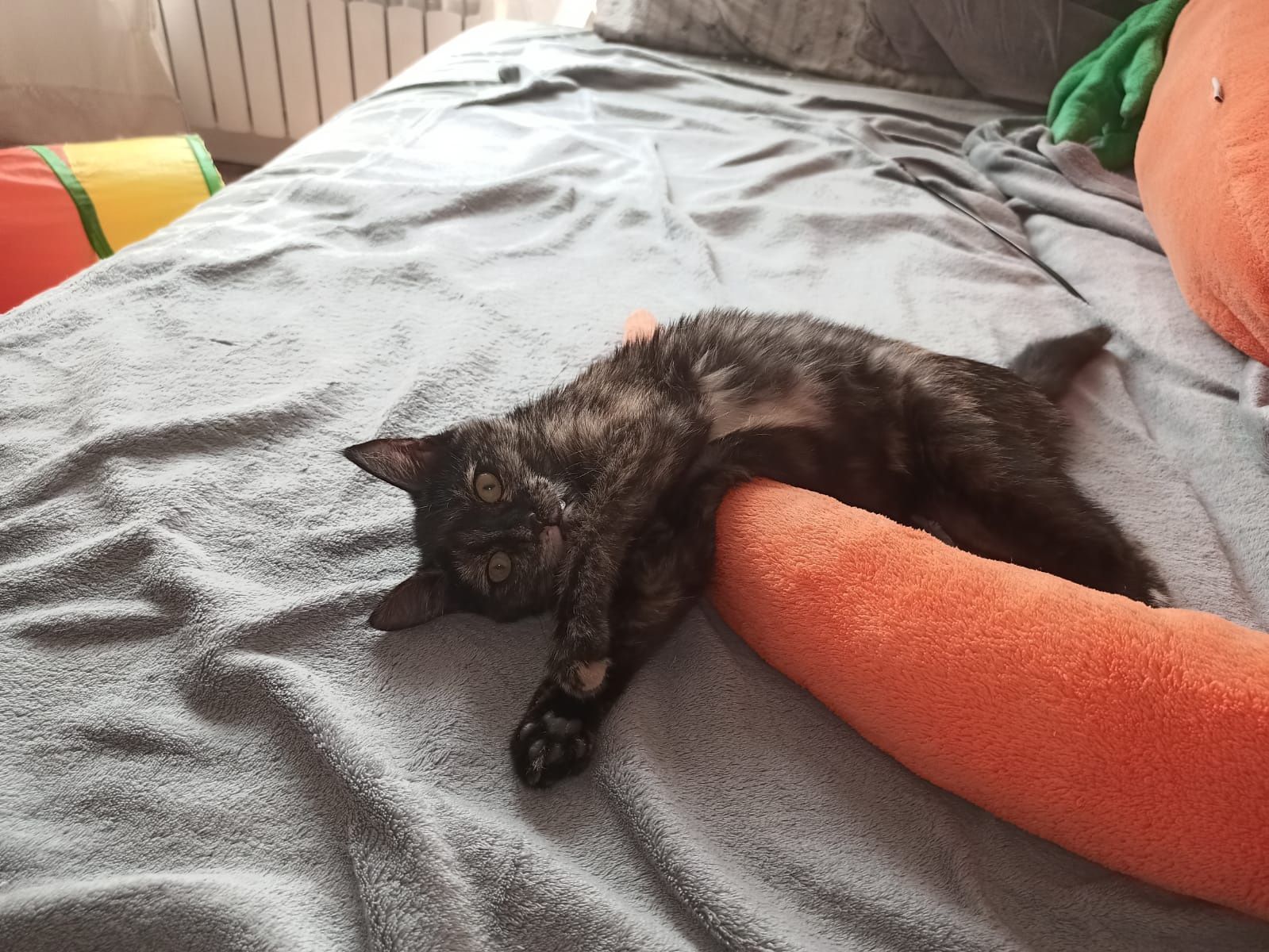 Ищет дом кошечка, 4 мес
