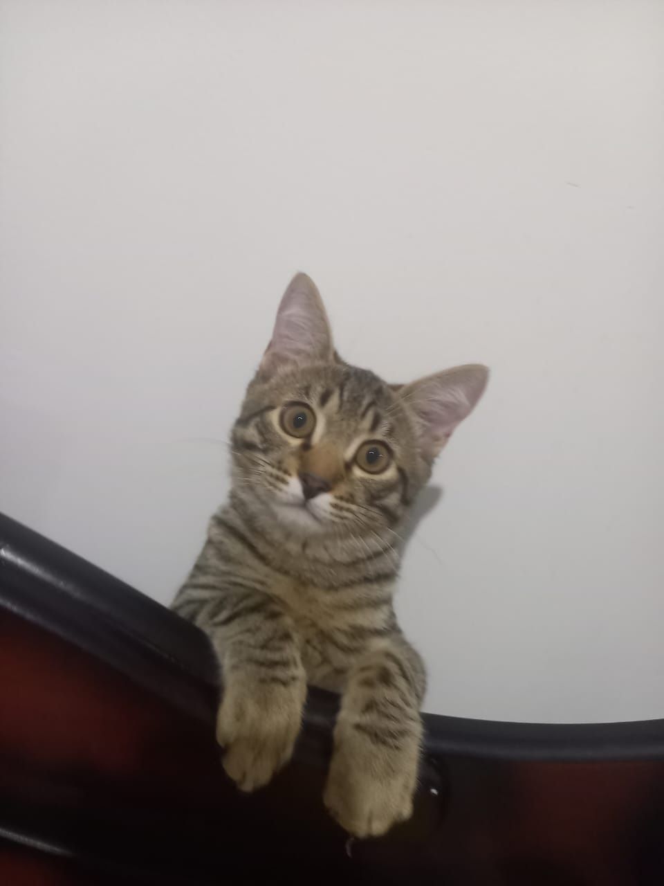 Отдам кошку бесплатно