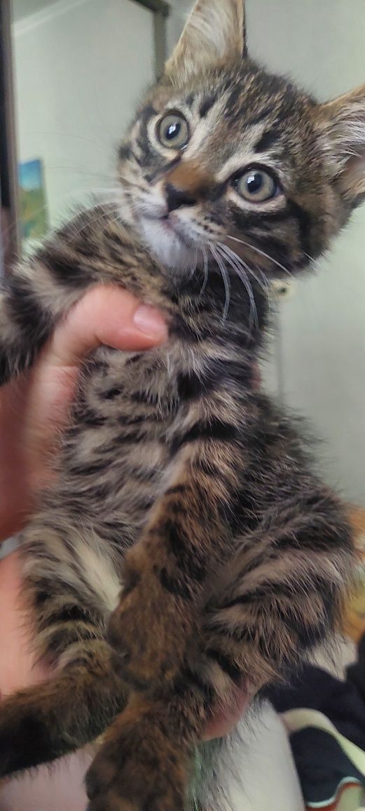 Отдам котика в добрые руки