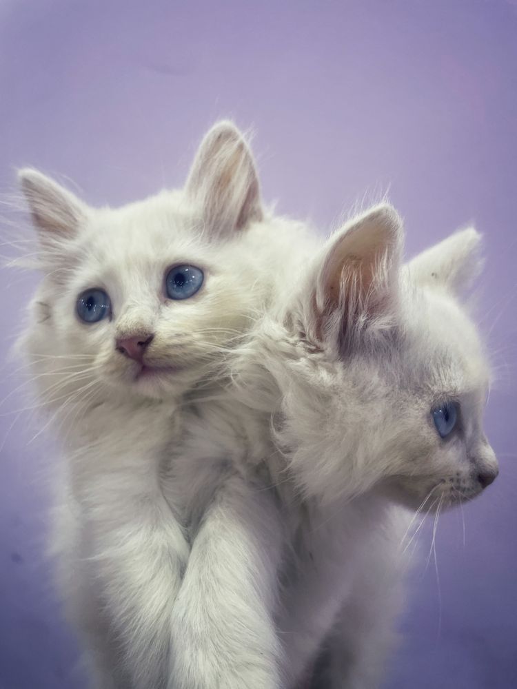 Снежный котенок (Мейнкун)