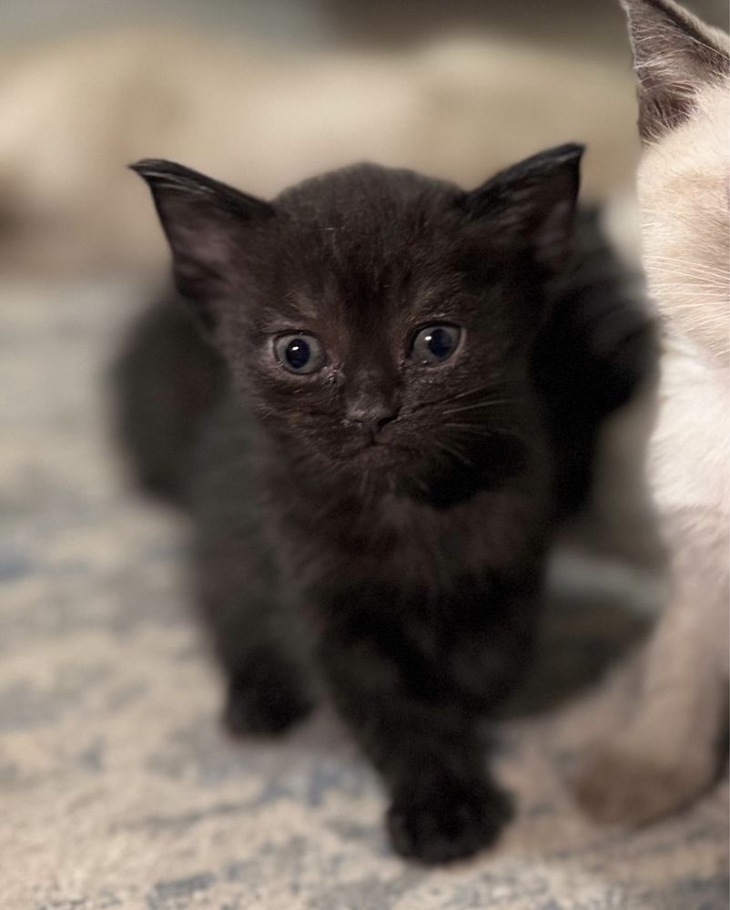 Отдам котят в добрые руки!