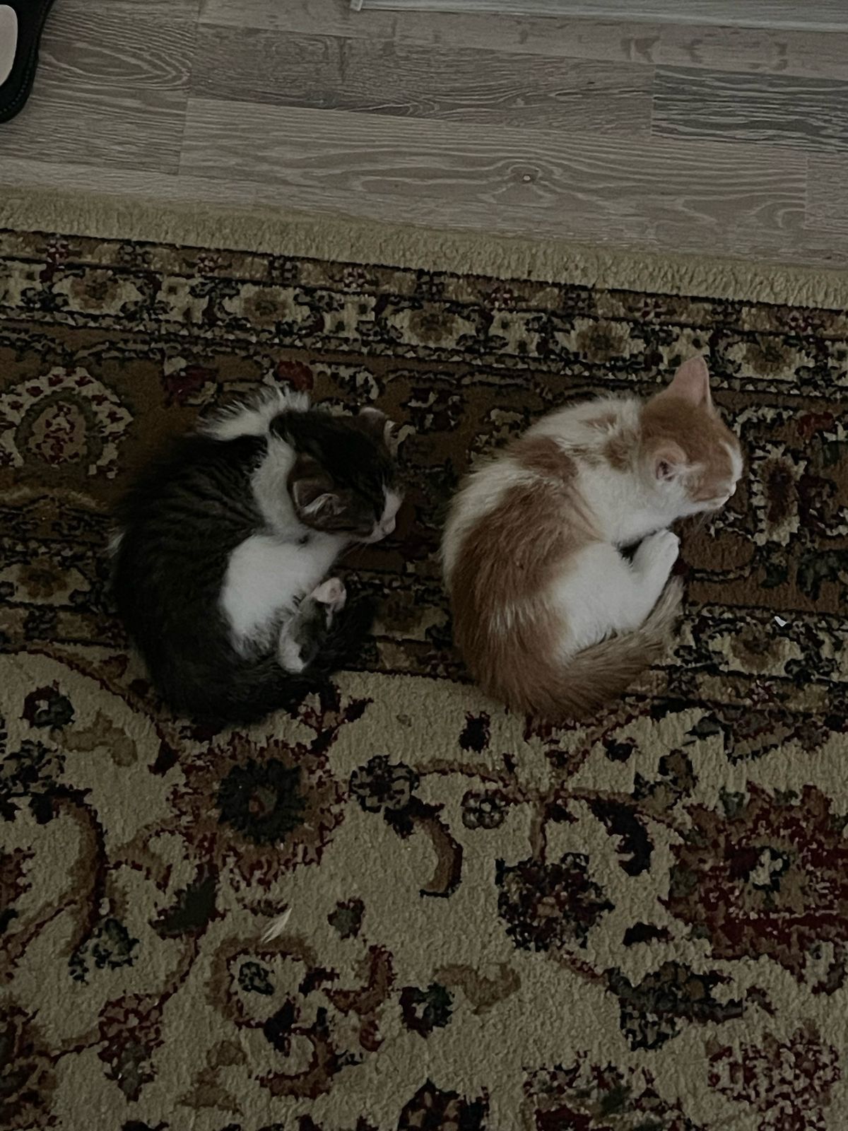 Отдаем в хорошие руки котят