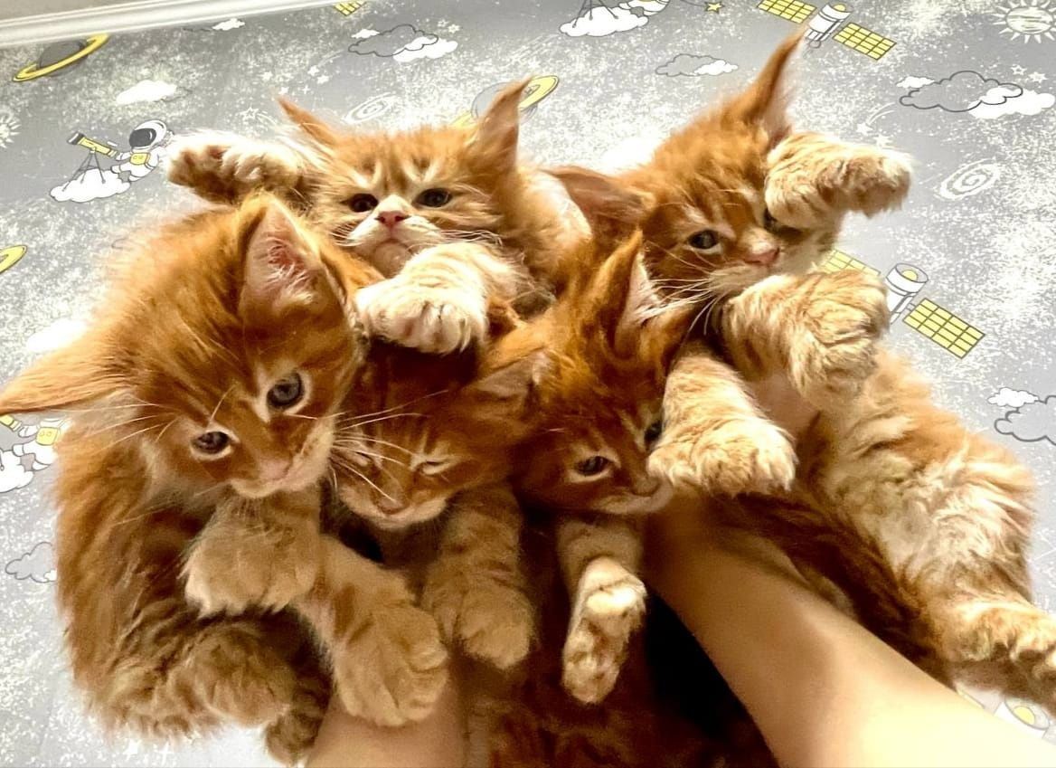 Котята мейкунчики