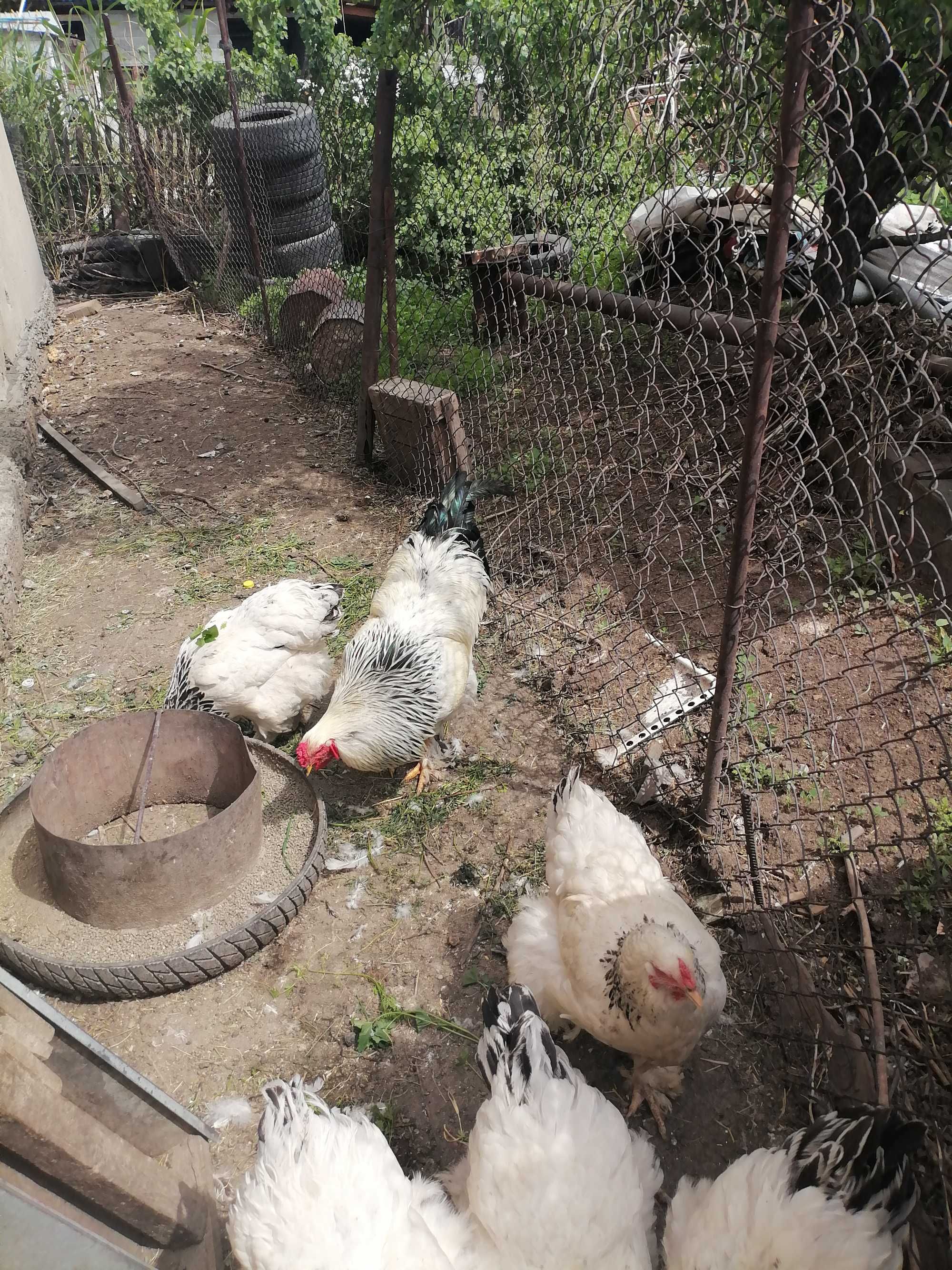 Куры породы светлая брама