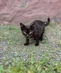 Котенок, 4 месяца, ищет дом