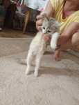 Кошечка ушки лежат