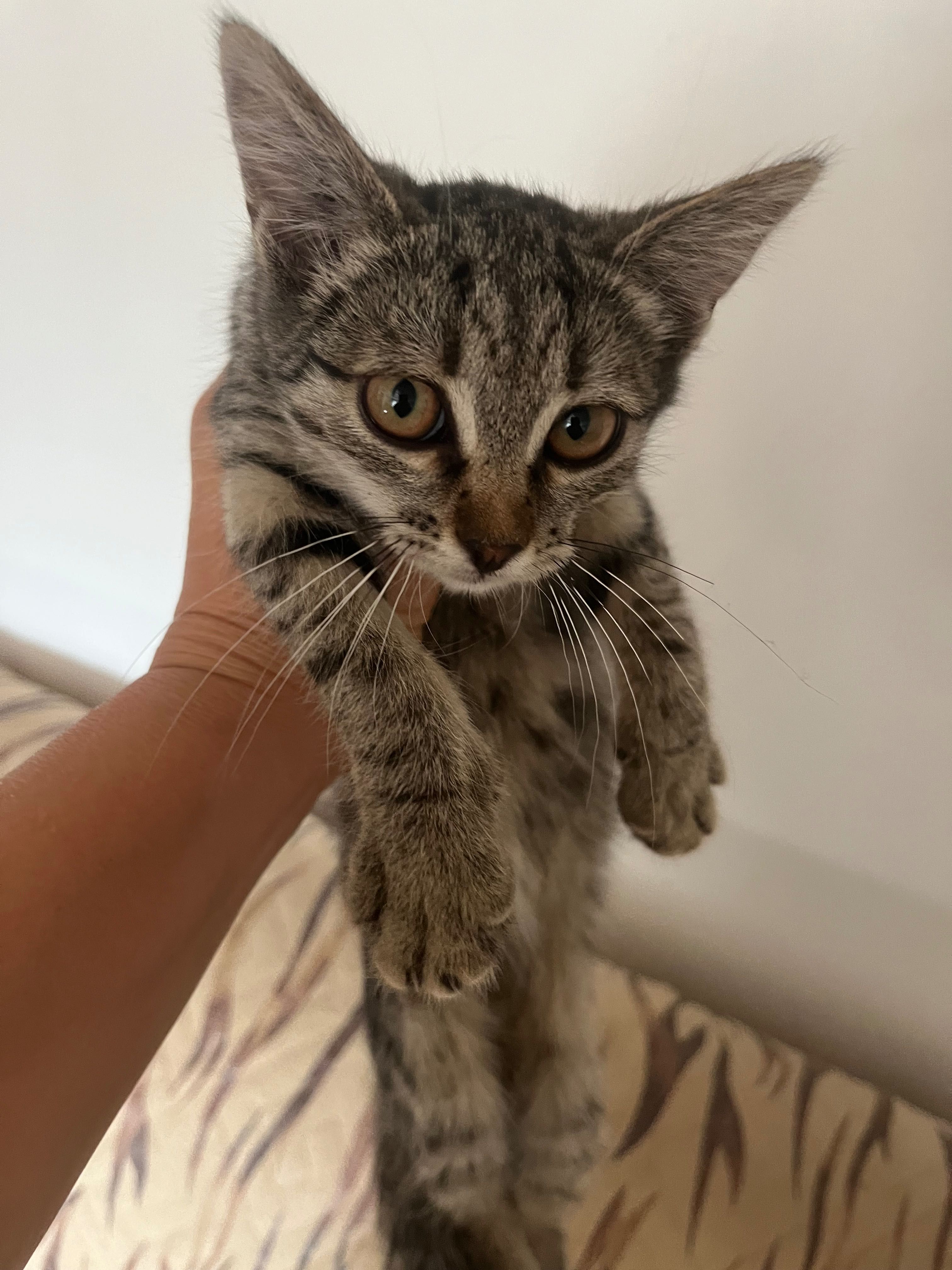 Котенок девочка в добрые руки
