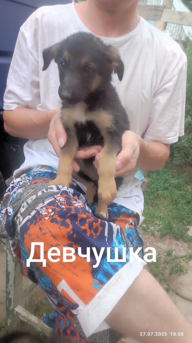 Щенок, щенки. Отдам собачку.