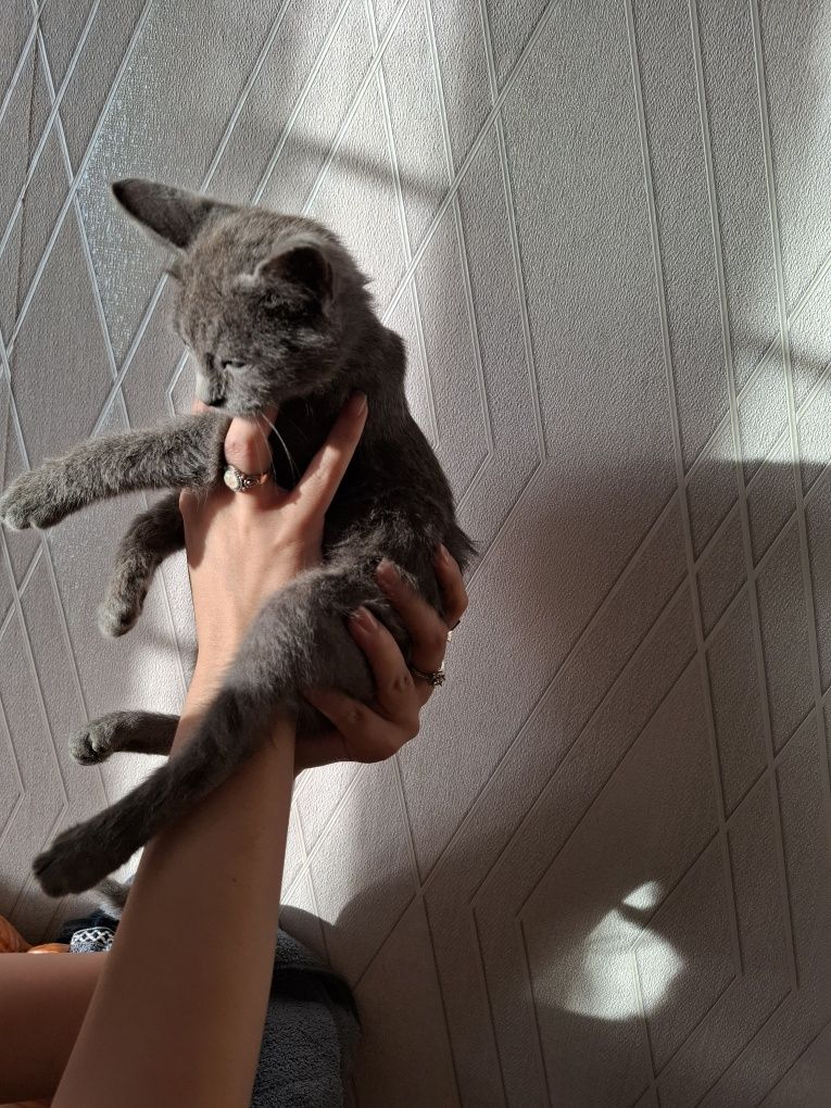 Котёнок  бесплатно  мальчик