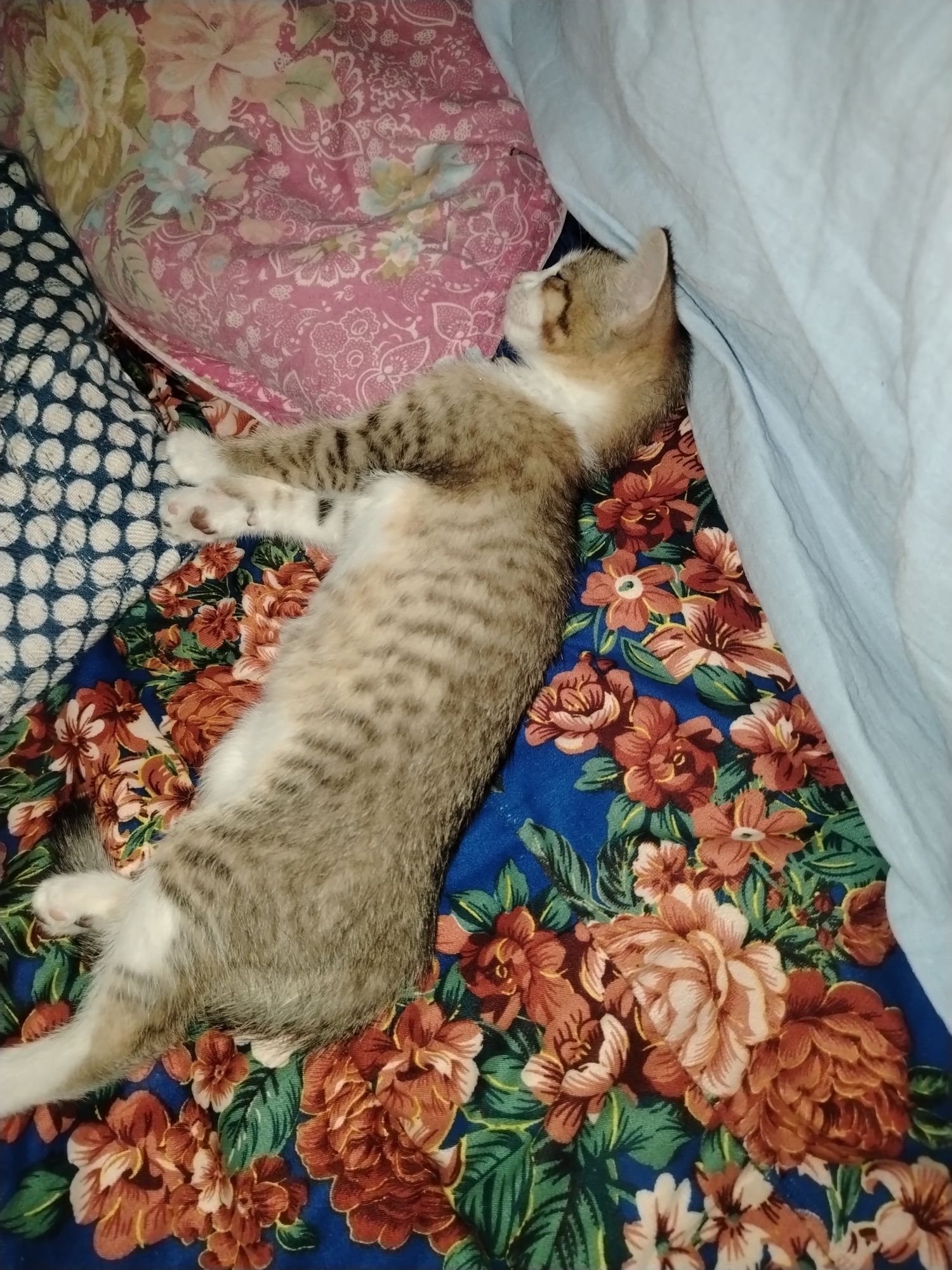 Бесплатно котенок