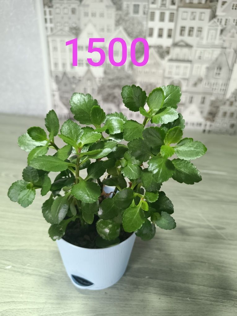 Продам недорого цветы